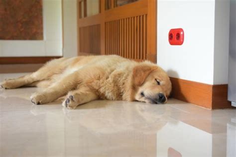 Mi Perro Deca Do Por Qu Duerme Tanto Revistaboletinbiologica Ar