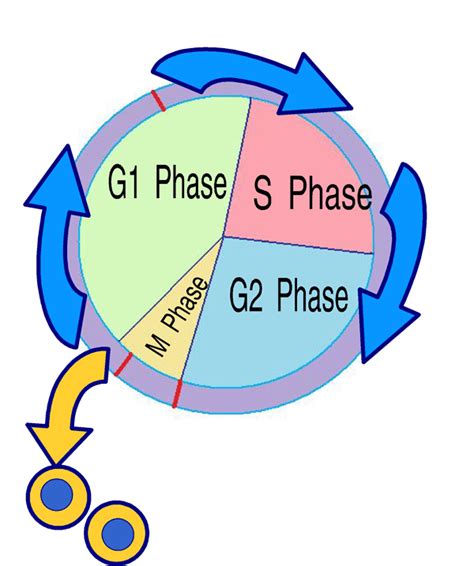 Simple Cell Diagram - ClipArt Best