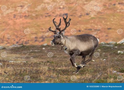 Running Reindeer Looking For Santa Claus Stock Photo Image Of North