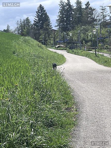 Meldung Nr 336 072 Gefunden Hund In 8902 Urdorf