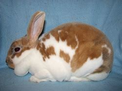 Mini Rex Color Guide Wildriver Rabbitry