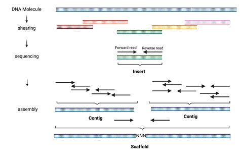 Genome Assembly — Methods In Microbiomics 001 Documentation