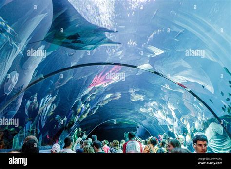 Worlds Largest Saltwater Fish