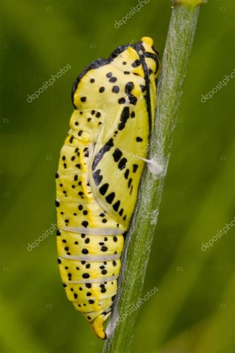 Col Mariposa O Repollo Blanco Pieris Brassicae Oruga