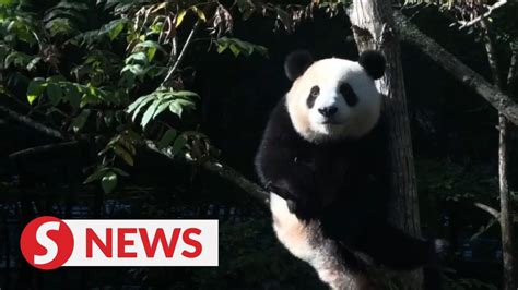 Panda Q&A: Do pandas like eating meat? | TheStarTV.com