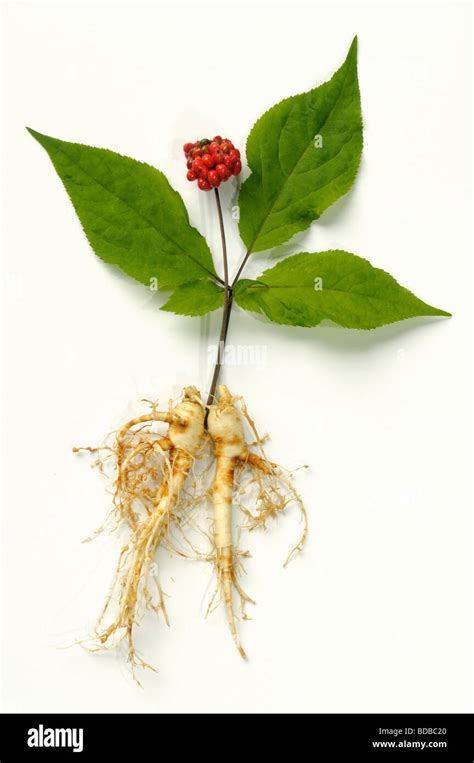 Ginseng Panax Ginseng Arrangement Of Fruit Leaves And Roots Studio