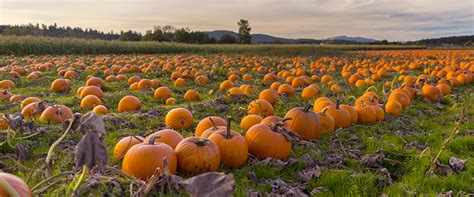 7 Tips for Harvesting Pumpkins to Maximize Yields