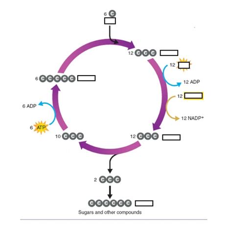 Calvin Cycle Diagram Diagram | Quizlet