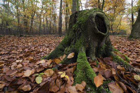 Free Images Tree Forest Wilderness Leaf Flower Trunk Log