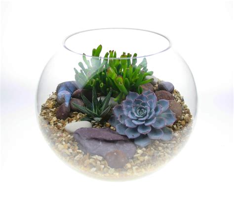 Large Glass Globe Terrarium With 3 Beautiful Succulents The Art Of