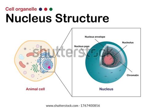 Biology Diagram Show Infographic Nucleus One Stock Vector (Royalty Free) 1767400856