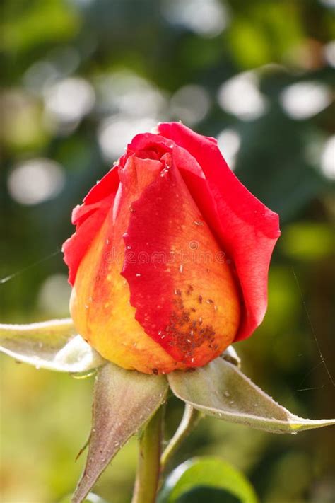 Orange Bud Of Rose Flower In A Garden Stock Photo Image Of Rose