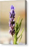 French Lavender Lavandula Dentata Photograph By Power And Syred