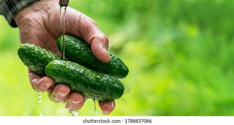 975 Cucumber Run Images Stock Photos And Vectors Shutterstock