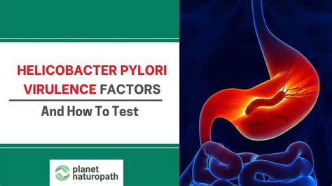 Helicobacter Pylori Virulence Factors And How To Test Planet Naturopath