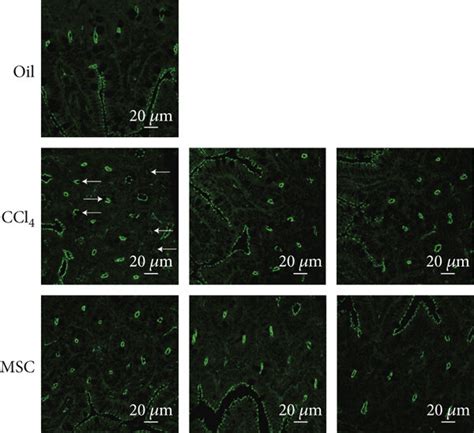 Msc Transplantation Improves Intestinal Histopathology And Epithelial