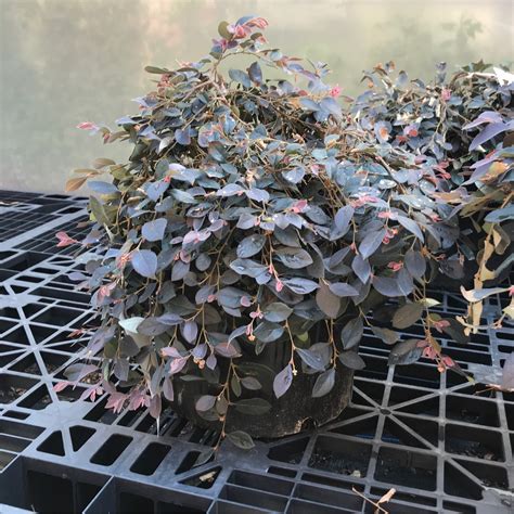 Loropetalum Daruma 3 Gallon The Greenehouse