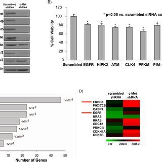 Combined Inhibition Of Egfr And C Met In C Met Hcc Leads To Superior