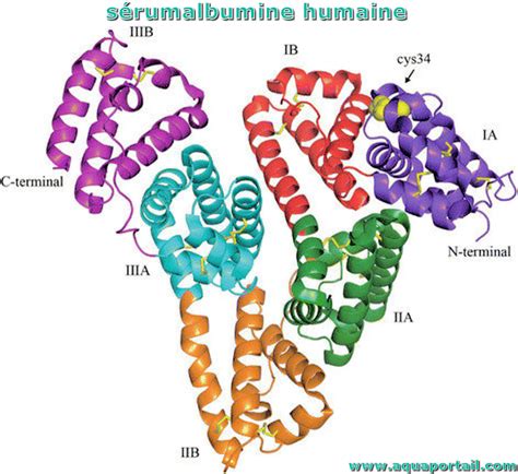 S Rumalbumine D Finition Et Explications