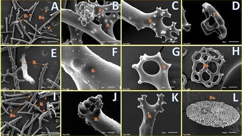 Frontiers Physiological And Behavioral Plasticity Of The Sea Cucumber