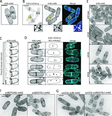 Arf6 Is A Novel Node Component A And B Maximum Intensity Projection