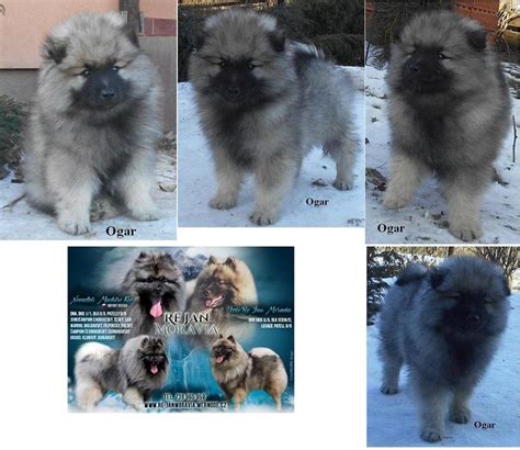 Keeshond puppies for sale - pedigree FCI — Dogva.com