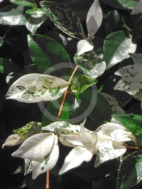 Trachelospermum Jasminoides Tricolor Variegated Star Jasmine