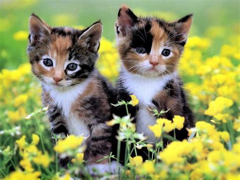 Cute Spring Kittens Wallpapers Wallpaper Cave