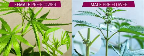 Cannabis Male Vs Female Comment Déterminer Le Sexe Des Plantes