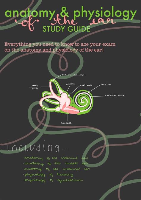 Anatomy & Physiology of the Ear Study Guide Nursing School - Etsy