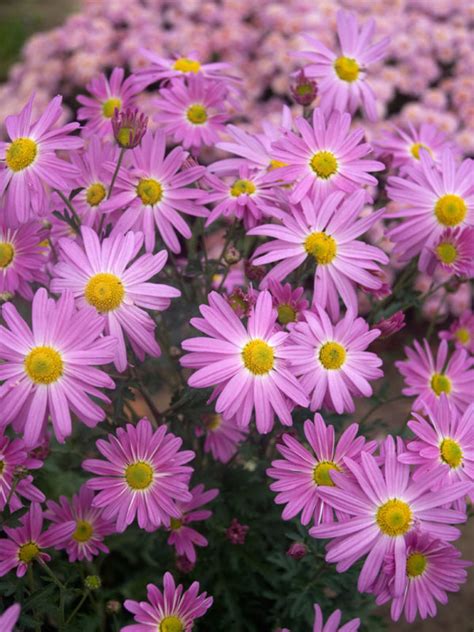 Chrysanthemum Cambodian Queen Bluestone Perennials