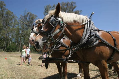 Belgian Draft Mule