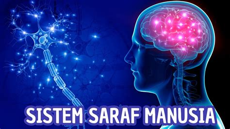 Sistem Saraf Manusia: Bagian-Bagian dan Fungsinya - YouTube