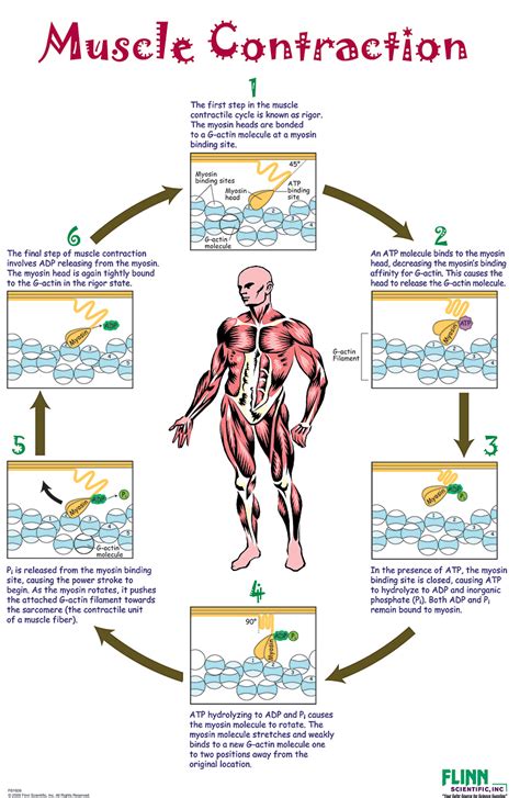 Muscle Contraction Poster | Flinn Scientific