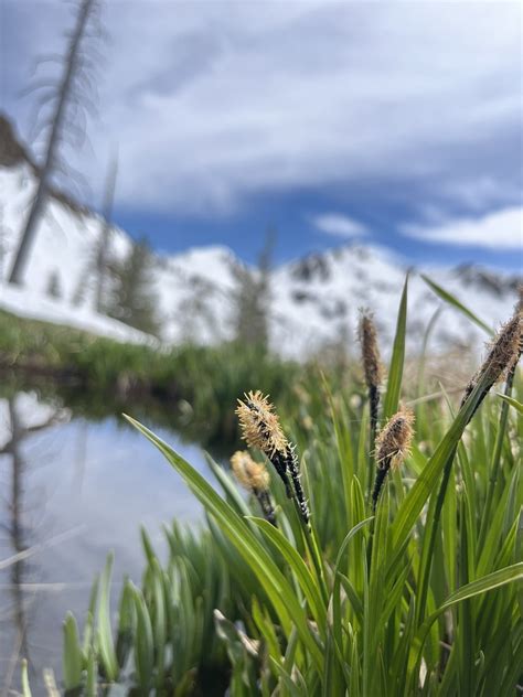 Showy Sedge From Trinity Alps Wilderness Trinity Center CA US On