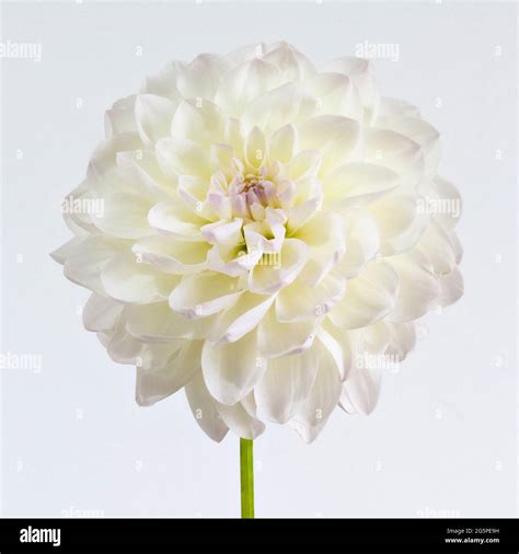 Close Up Of A White Pom Pom Dahlia Flower A Member Of The Compositae