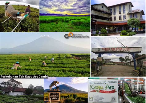 Perkebunan Teh Kayu Aro Kerinci Tertua Di Indonesia Duaistanto Journey