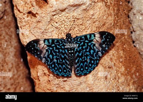 Hamadryas butterfly Gray Cracker butterfly Hamadryas februa Honduras ...