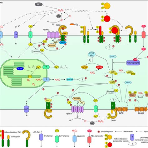 Schematic Model For The Position Of Ros In Aba Induced Guard Cell