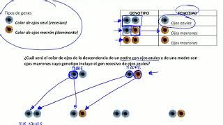 Calcetines Perspectiva Inminente Gen Dominante Ojos Expulsar A Delicado Sui