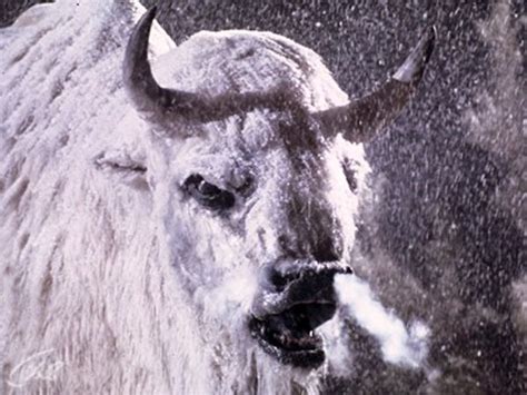 The White Buffalo (1977) - J. Lee Thompson | Cast and Crew | AllMovie