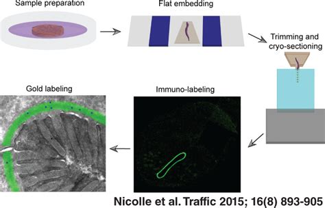 Adaptation Of Cryo‐sectioning For Iem Labeling Of Asymmetric Samples A