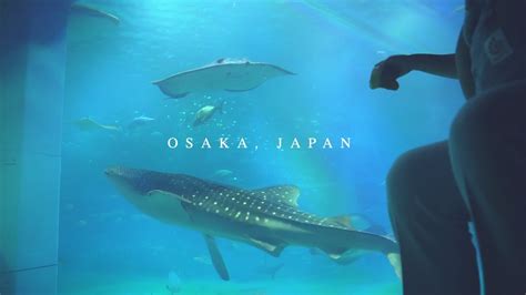 Osaka Aquarium Japan in 4k / Japan Travel Guide - Alo Japan