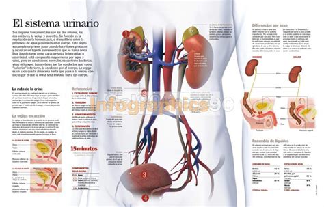 Infographics Urinary System Infographics90