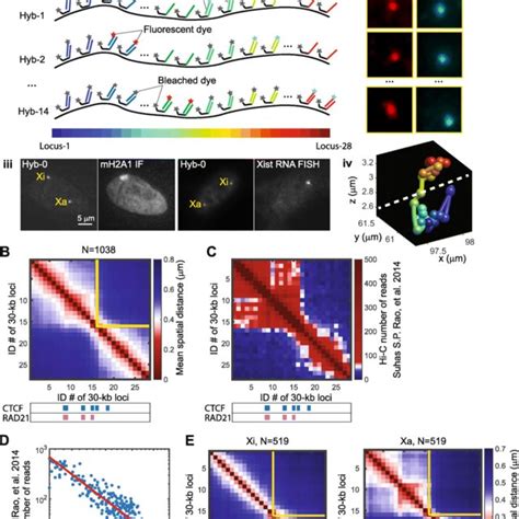 Chromatin Tracing Reveals The Fine Folding Architecture Of Inactive And