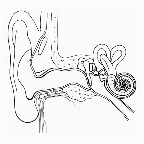 Ear Diagram Clip Art