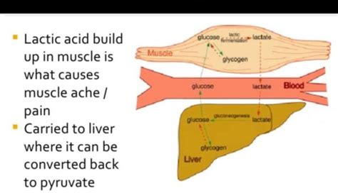 Lactic Acid Fermentation In Muscle Cells