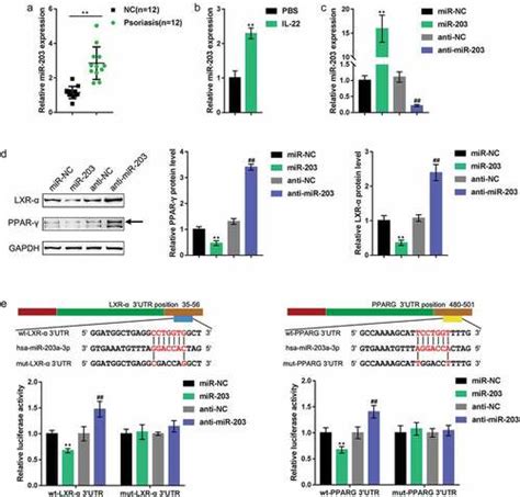 Full Article MiR 203 Promotes HaCaT Cell Overproliferation Through