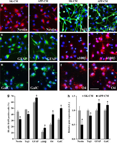 Conditioned Media CM Derived From APPsw Expressing Cells Reduce