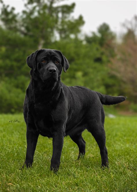 Livvy A Labrador To Love — Smoky Mountain Labradors